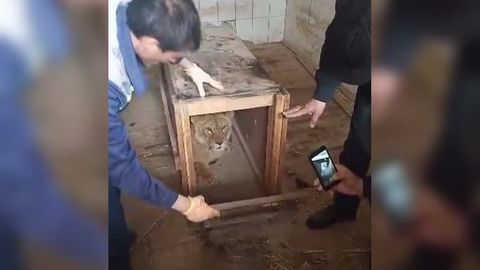 Samarqandda ushlangan sher bolasi Toshkent hayvonot bog‘iga topshirildi
