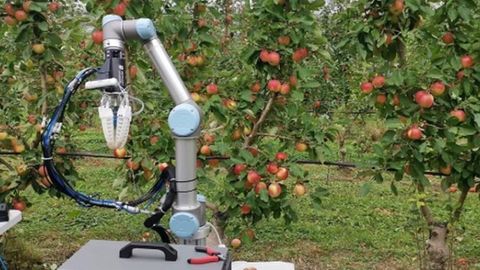 Avstraliyada olma terishga qodir robot yaratildi (video)