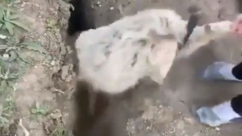 Видео: Бир хандаққа икки бор тиқилиб қолган шошқалоқ қўй