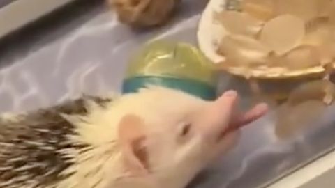 Video: Yegulikni olish uchun qo‘lidan kelgan barcha ishni qilib, uxlab qolgan tipratikan