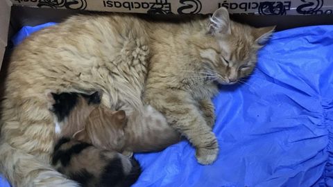 Turkiyada uysiz mushuk kasal bolalarini shifoxonaga olib bordi (video)
