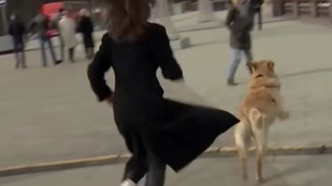 Rossiyada retriver “Mir 24” kanali boshlovchisining mikrofonini o‘g‘irlab ketdi. Bir necha yil avval ham itlar telekanal efirini to‘xtatgan edi (video)