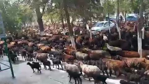 “Fuqarolar rahbarlar va mutasaddilar ‘ko‘zini qo‘rqitib qo‘yish’ maqsadida qo‘ylarni hokimlik hududiga haydab kelgan” — “Qo‘ylar mitingi” bo‘yicha viloyat prokuraturasi izoh berdi