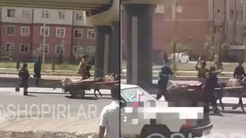 Видео: Сергелида лўлиларни қуваётган милиция ходими