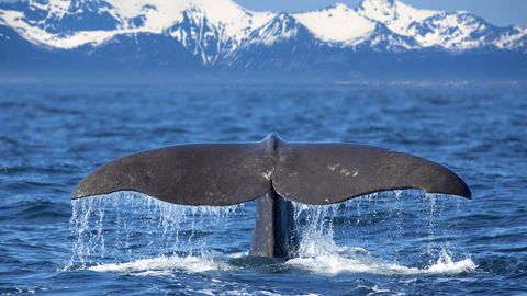 Olimlar Arktika muzlari erishini kitlar migratsiyasi bilan izohladi