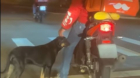 Hisob-kitobga tushunadigan it qizil chiroqdan foydalanib, boshini silatish uchun kuryerning yoniga yugurib bordi (video)