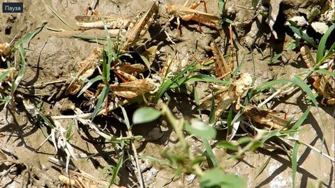 Тожикистонда чигирткалар деярли 84 минг гектар экин майдонини эгаллаб олди