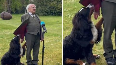 Видео: Ирландия президентининг чиқишига халақит беришга уринган ит