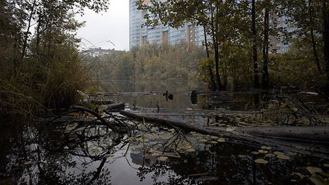 Петербургда бедарак йўқолган ўзбекистонлик эркакнинг жасади ўрмондан қўллари боғланган ҳолда топилди