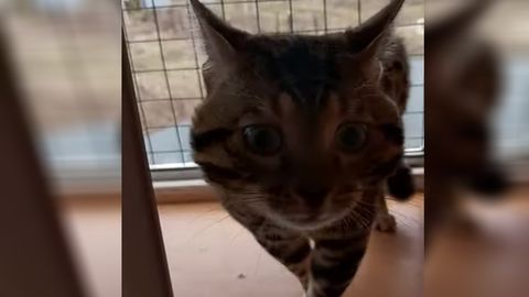 Bengal mushugi rosa “gapirishga urindi”, lekin bunga jur’at qila olmadi (video)