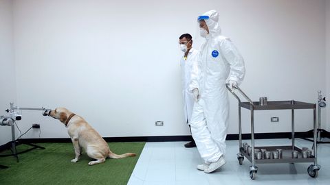 Tailandda aholini emlanishga qiziqtirish uchun sigirlar va tilladan foydalanilmoqda, AQSh koronavirus laboratoriyada yaratilgani bo‘yicha dalillarga ega, Yevroittifoq vaksinatsiya sertifikatini kelishib oldi. Koronaxabarlar