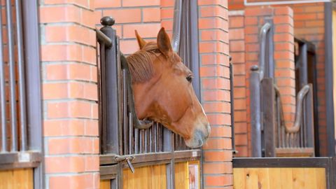 Ўзбекистонда боқилаётган отлар сони ортмоқда