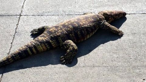 O‘yinchoq alligator Ayova aholisini qo‘rquvda ushlab turdi. Shunchaki hamma uni haqiqiy deb o‘ylagan