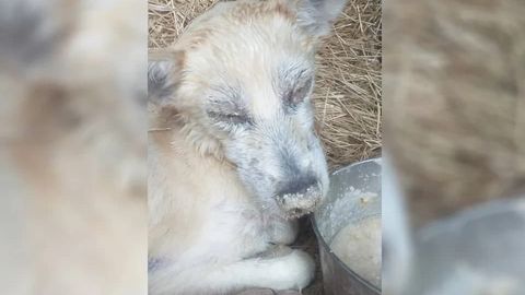 Олмалиқда итни майиб қилган уйсиз ҳайвонларни ушлаш хизмати ходимига 122 минг сўм жарима солинди