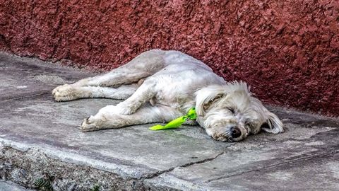 Австралияда ҳайвонларга нисбатан шафқатсизлик бўйича судланган одамларга уй ҳайвонларини боқиш тақиқланди