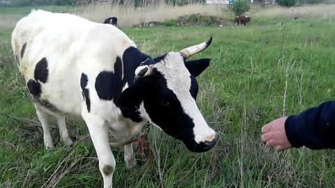 Наманганда уч кишининг жами 50 млн сўмлик қорамолларини ўғирлаган ўқувчиларга нисбатан жиноят иши қўзғатилди