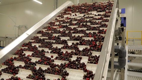 Qozog‘iston O‘zbekistondan gilos sotib olib, uni Dubayda sotadi