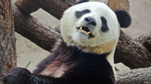 Moskva hayvonot bog‘idagi jonzotlar havo isib ketgani sabab muzli tortlar bilan oziqlanmoqda