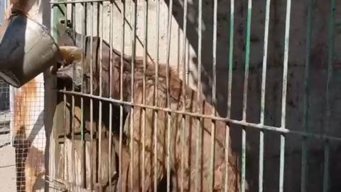 Nukusdagi xususiy hayvonot bog‘ida ayiq suvsiz qoldirilib, tahqirlangani aytilmoqda