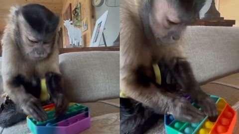 Stressdan pop-it yordamida qutulishga qaror qilgan maymun videosi internetda mashhurlikka erishdi