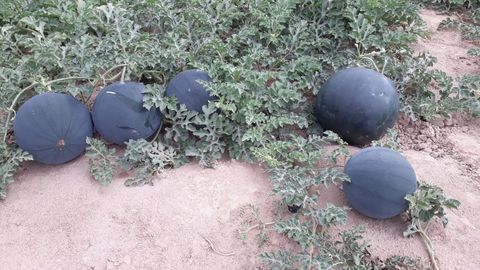 O‘zbekistonda ilk bor urug‘siz qora tarvuz navi yetishtirildi (video)