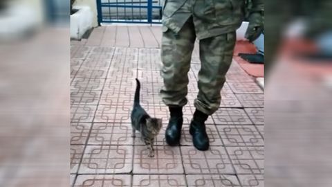 Ҳарбий базада катта бўлган мушук шахдам қадам ташлашни ўрганиб олди (видео)
