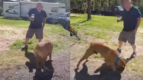 “Nemis boksyori” soya bilan jang qildi. Gap shu zotli it haqida ketmoqda (video)