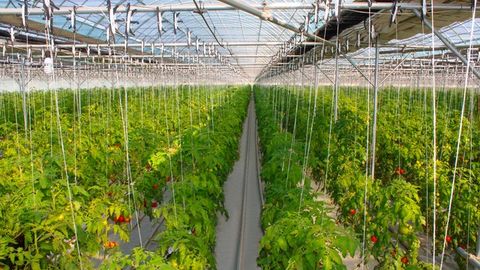 Ўзбекистонда майдони камида 20 сотих бўлган уй-иссиқхона мажмуалари ташкил этилади