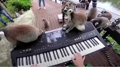 Tailandda 11 yoshli qizcha har hafta hayvonot bog‘ida konsert bermoqda. Uning asosiy muxlislari — lemurlar, zebra va begemotlar