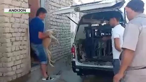 Andijonda itlarni so‘yib, iste’mol qilish bilan shug‘ullanib kelgan shaxs ushlandi