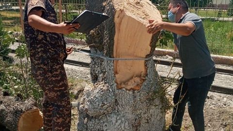 Иштихонда 8 туп дарахтни ўзбошимчалик билан кесган фуқароларга 63,7 млн сўм компенсация белгиланди