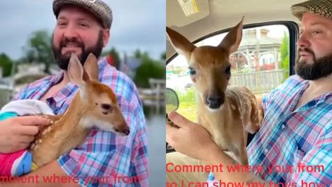 AQShda bug‘u bolasi daryoga tushib ketib, chiqa olmay qoldi. Jonivor baxtiga atrofdan haqiqiy qahramon topildi: u bug‘uni qutqarib, so‘ng o‘rmonga olib bordi