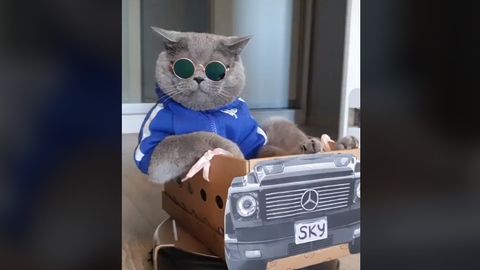 Android qurilmalari uchun porno vidjetlar va mavzular