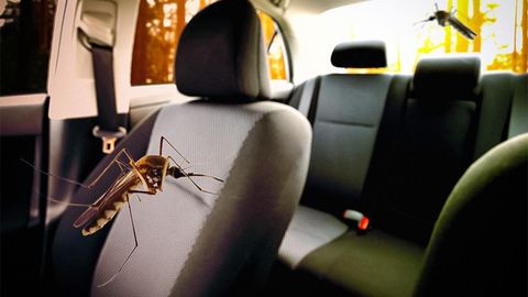 Хитойда машинадаги чивинларни қувиб юборишга қодир «ақлли» тизим яратилди. У ҳашаротлар жинсини аниқлай олади