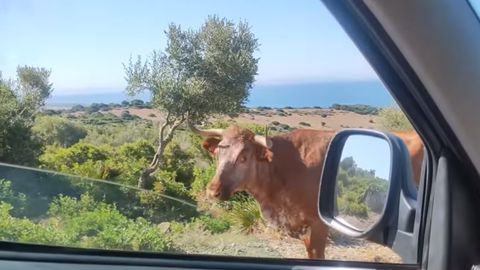 Ispaniya bo‘ylab xarita va navigatorsiz sayohat qilish mumkin. Adashganlarga yo‘lni sigirlar ko‘rsatib yuboradi