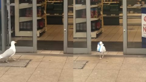 Англияда балиқчи қуш супермаркетга ўғриликка тушди. Бу икки ой ичида амалга оширилган камида иккинчи ҳолат