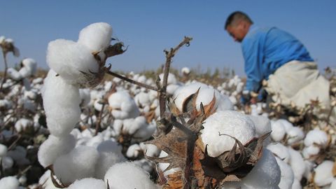 OAV: Turkmanistonda paxta terimiga muhojirlar, ichkilikbozlar va fohishalar yuborilmoqda
