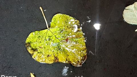 O‘zbekistonda hafta oxiriga borib sovuq tushib, ayrim joylarda yomg‘ir yog‘adi