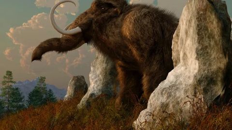 Amerika startapi genomni tahrirlash yordamida qirilib ketgan hayvonlarni qayta tiklamoqchi. U mamontlarni “tiriltirish” uchun 15 mln dollar jalb qildi