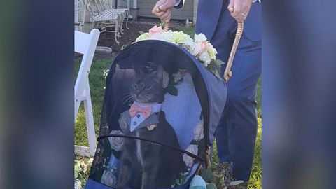 Энг жозибали тўй мушуги аниқланди. Аравачада ўтирган мушук интернетда машҳурликка эришган