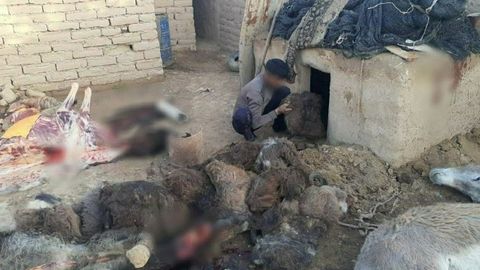 Қашқадарёда уйида эшакларни сўйиб сотиш билан шуғулланган шахсга суд ҳукми ўқилди