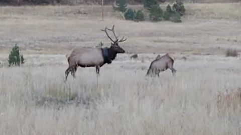 Koloradoda bug‘u bo‘yinidagi pokrishka bilan ikki yil yurdi. Va nihoyat u ozod etildi
