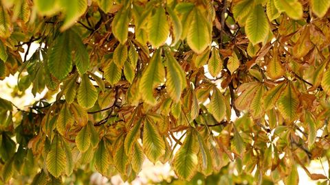 “O‘zgidromet” oktabr oyida qanday ob-havo kuzatilishi haqida ma’lumot berdi