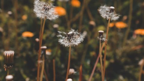 Ўзбекистонда ҳафта совуқ ва ёнғингарчилик билан ўтиши кутилмоқда