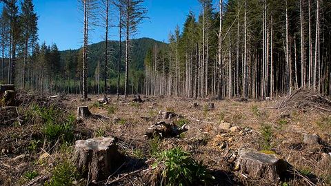 Dunyo yetakchilari 2030-yilgacha o‘rmonlarni kesishni to‘xtatishga kelishib oldi