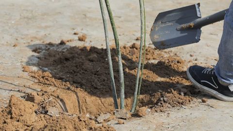 Экоқўмита 10 декабргача Ўзбекистон вилоятлари бўйлаб қайси турдаги дарахтлар экилиши бўйича маълумот берди