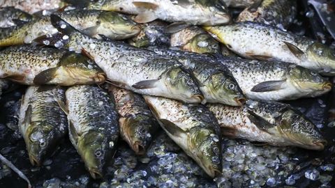 O‘zbekistonda 2021-yil 9 oyida qancha baliq ovlangani ma’lum bo‘ldi