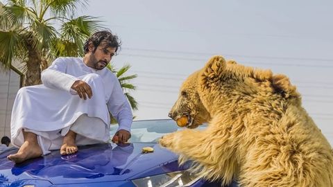 Ayiq tasodifan dubaylik shayxning Lamborghini’si eshigini tortib, uzib tashladi (video)