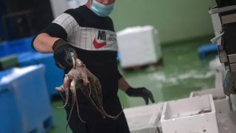 Ispaniyada yegulik uchun sakkizoyoqlarni yetishtiradigan birinchi ferma ochilishi mumkin. Olimlar qarshi: chunki ular odamlarga juda o‘xshaydi