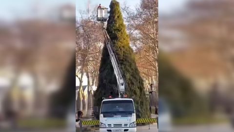 Video: Sog‘lom tabiiy archalardan kesib olib ko‘tarilayotgan Samarqanddagi Yangi yil archasi